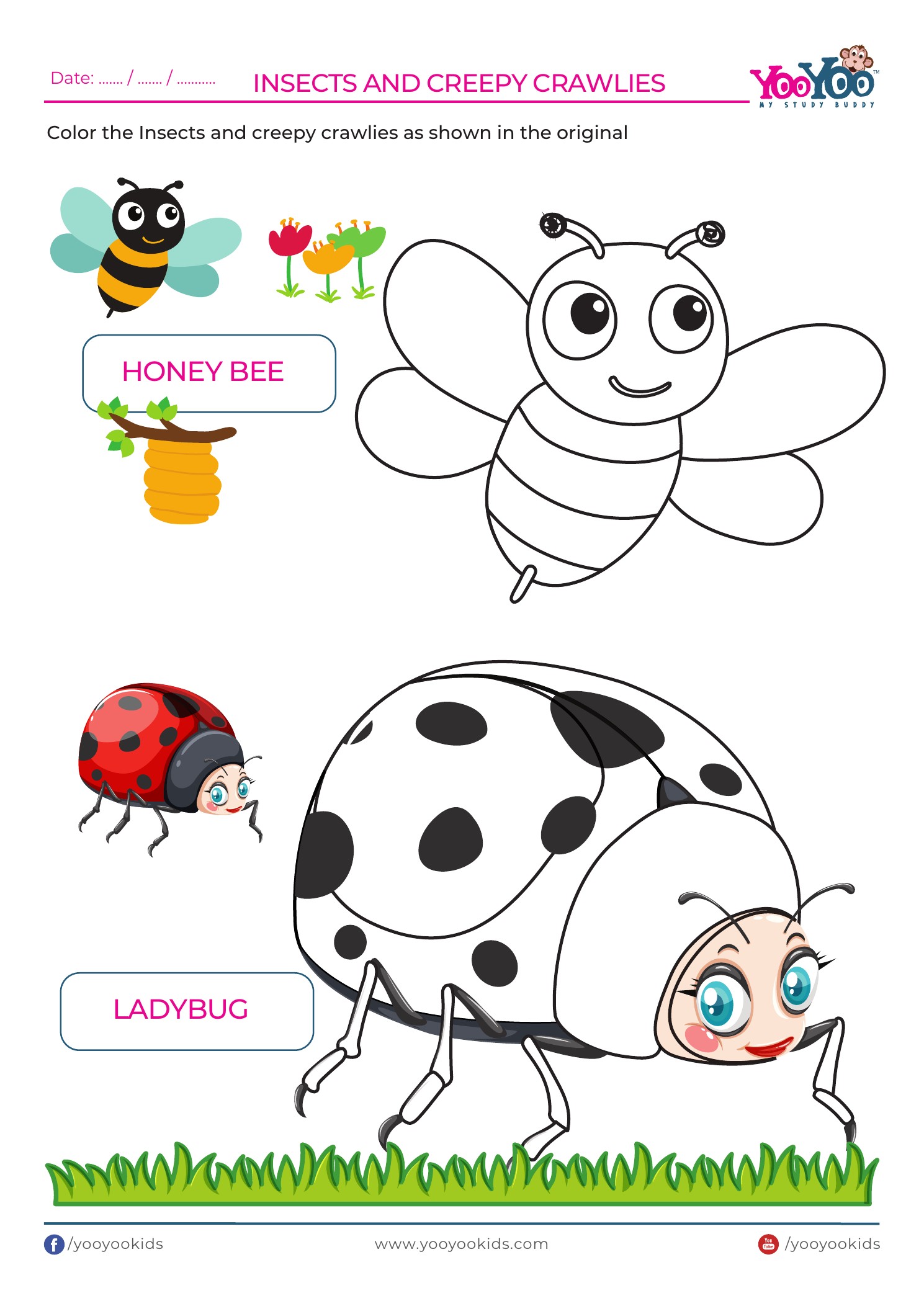 Insects colouring activity A4 worksheet sample